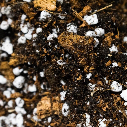 Close up of Sybotanica Aroid Soil