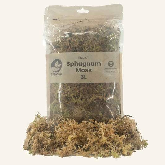 Musgo sphagnum