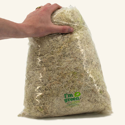 Sphaxx (Musgo sphagnum cultivado en interior)