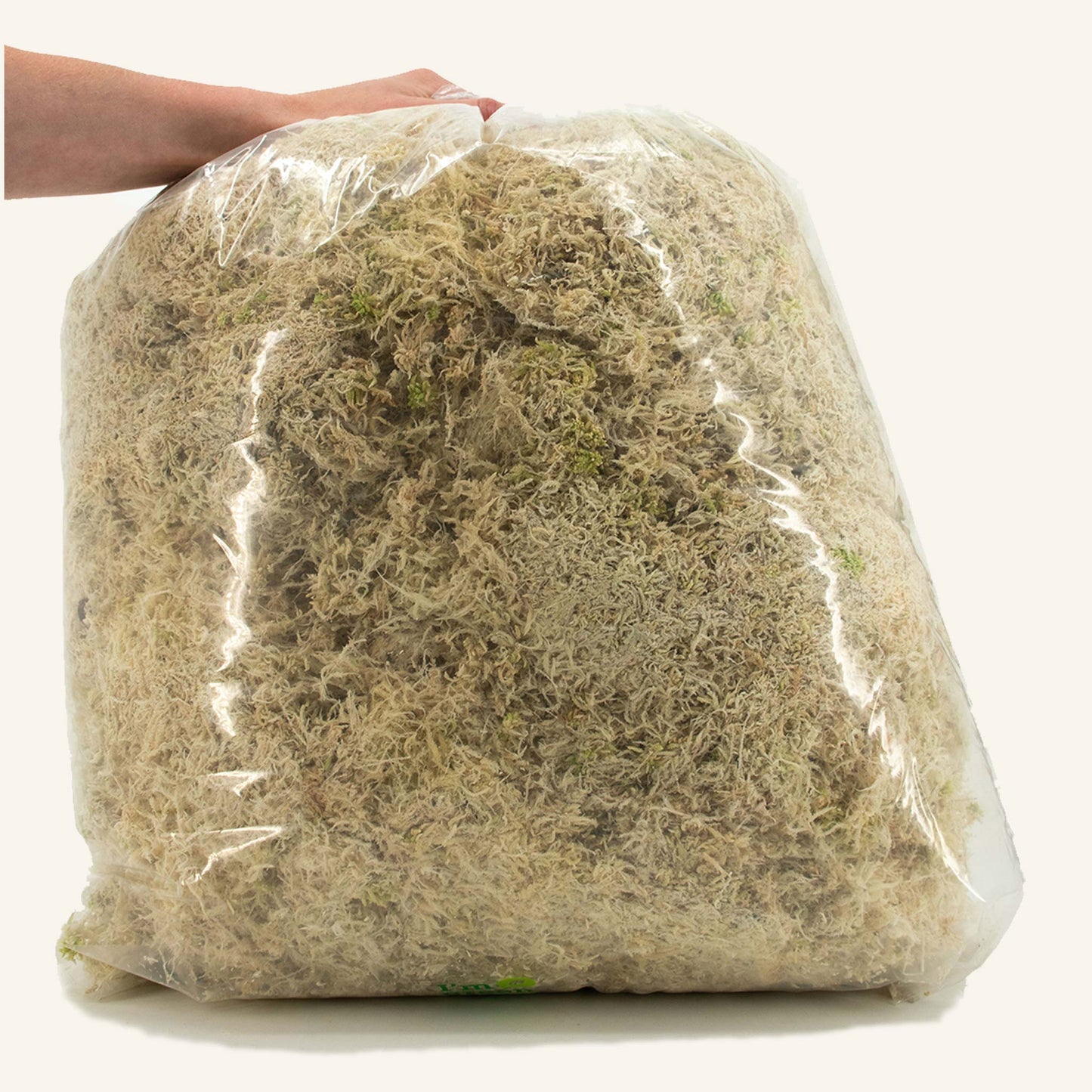 Sphaxx (Musgo sphagnum cultivado en interior)