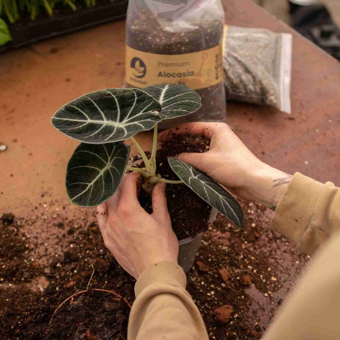 Mezcla de Alocasia