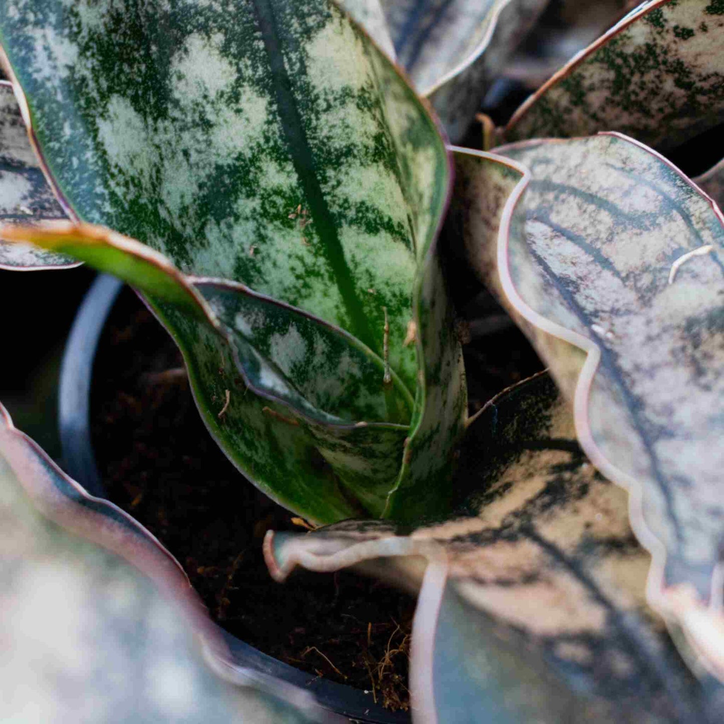 Cacti & Succulent mix