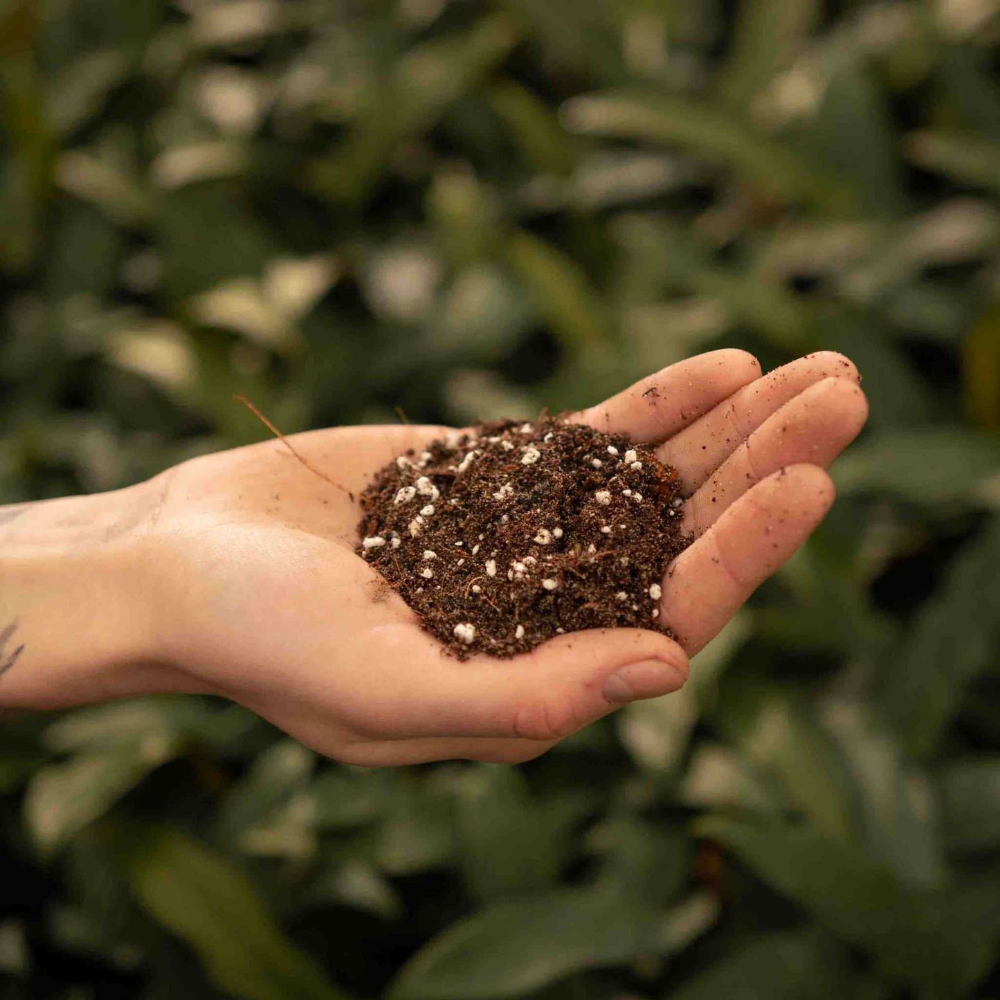 Mezcla de Ficus