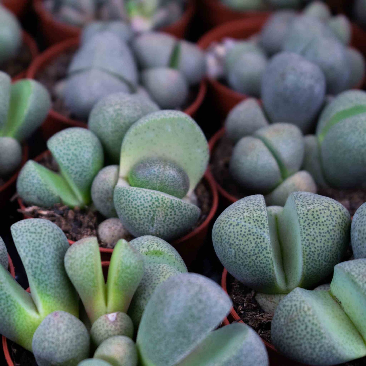 Mezcla de Lithops